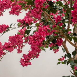 Artificial Bougainvillea 270cm Tree (pot not incl.)