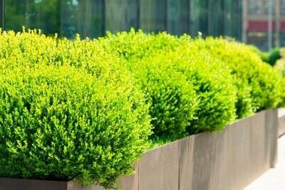 Tall Barrier Trough (Textured Finish)