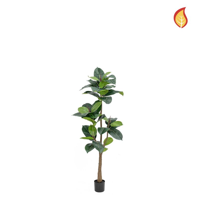 Ficus Elastica 160cm (available in 2 sizes)