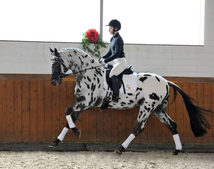 Consign Your Horse to the Sale