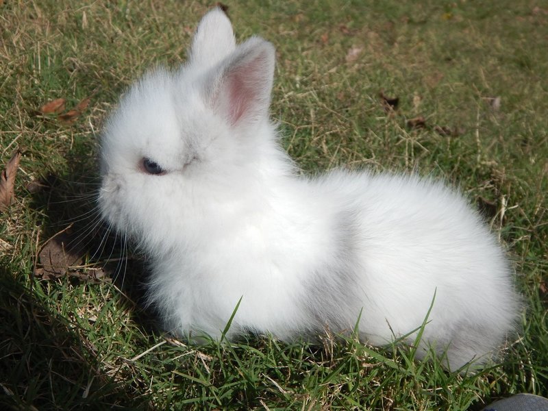 Magpie Baby Lionhead Bunny