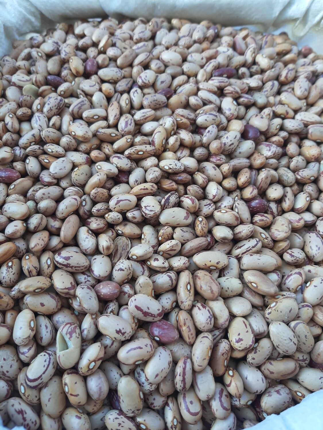 Fasule e kuqe