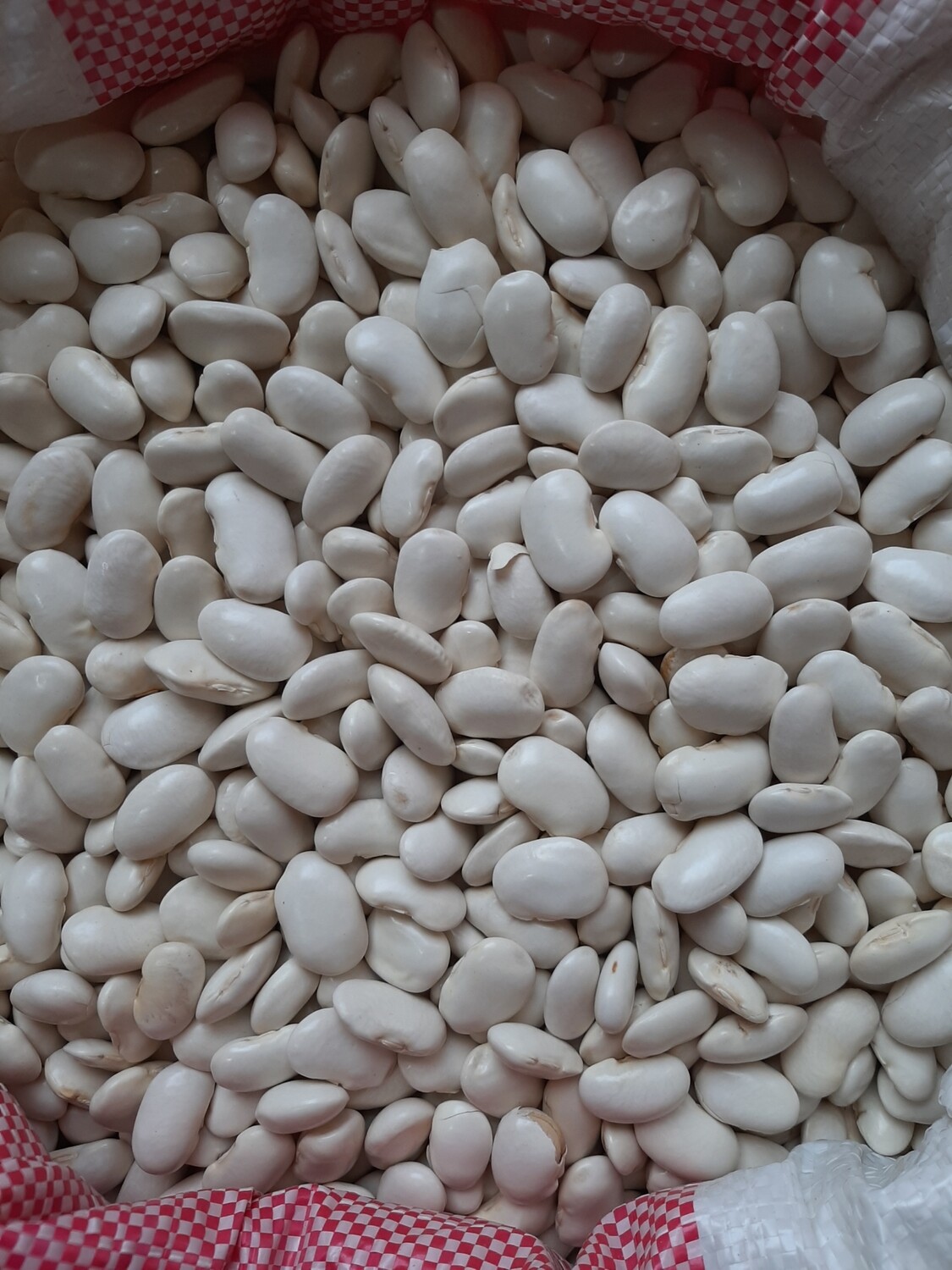 Fasule pllaqi