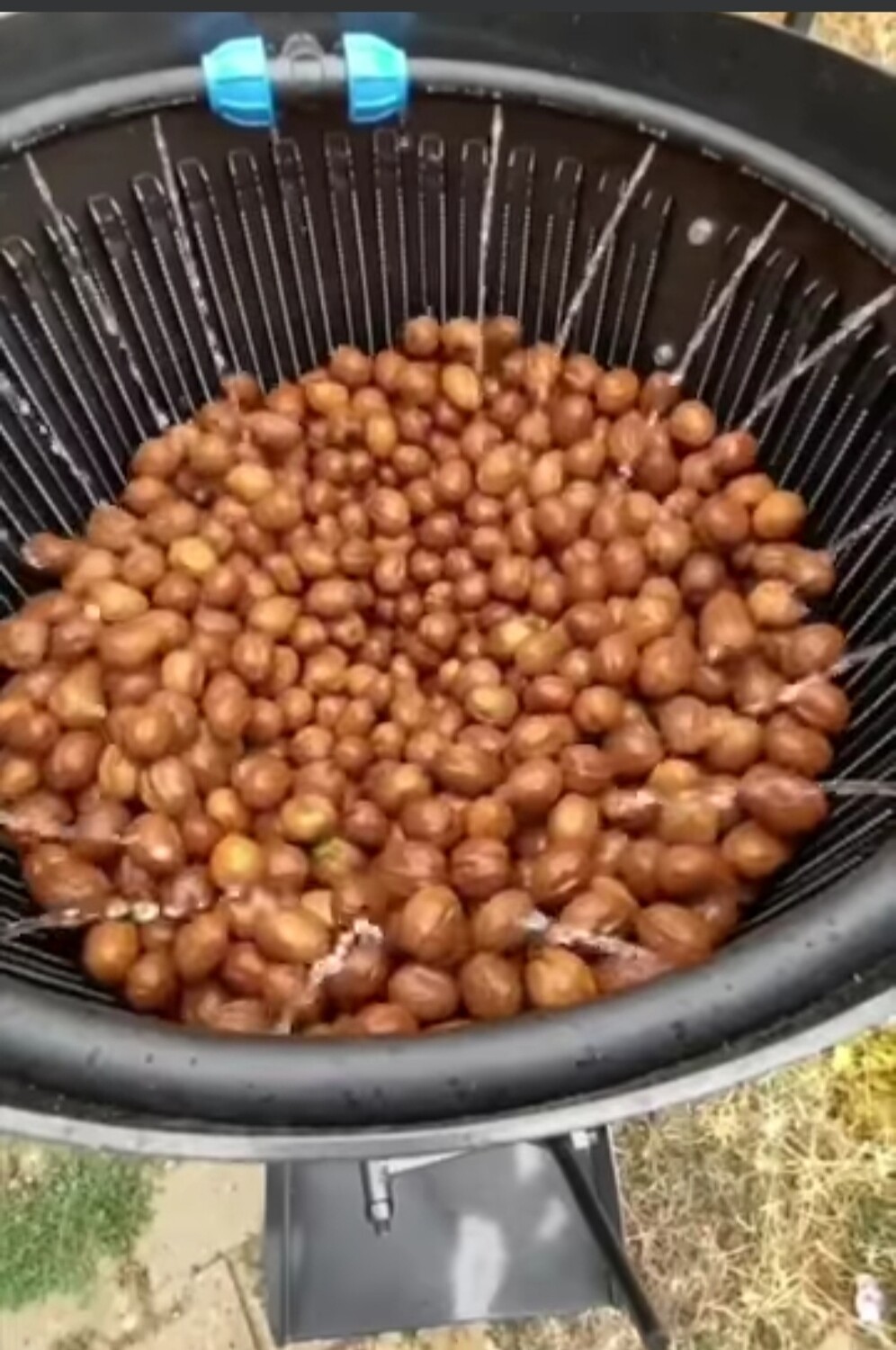 Makineri për heqjen e lëvozhgës jeshile të arrës