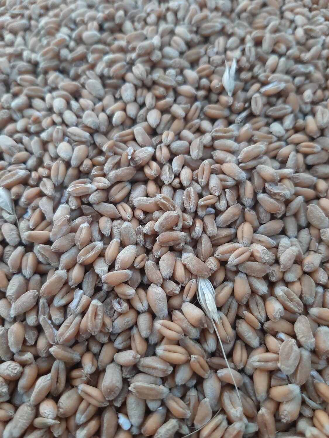 Grurë vendi