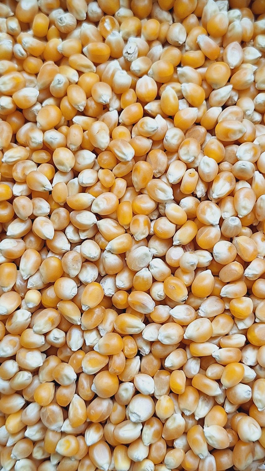 Misër për kokoshka