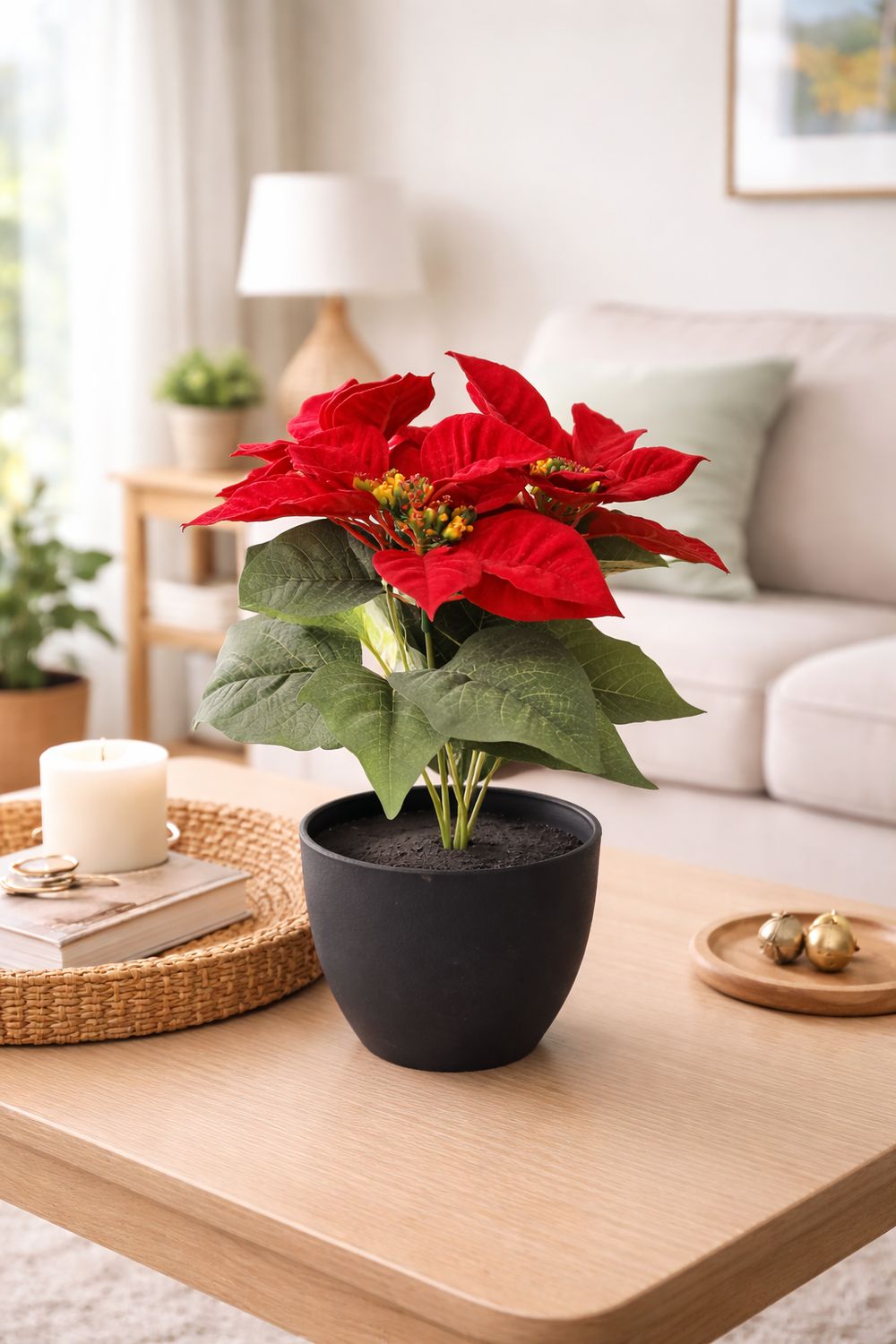Lule Poinsettia 30cm