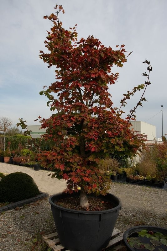 Acer Shirasawanum Meigetsu