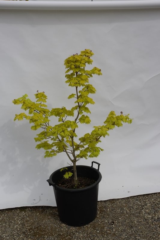 Shirasawanum Aureum