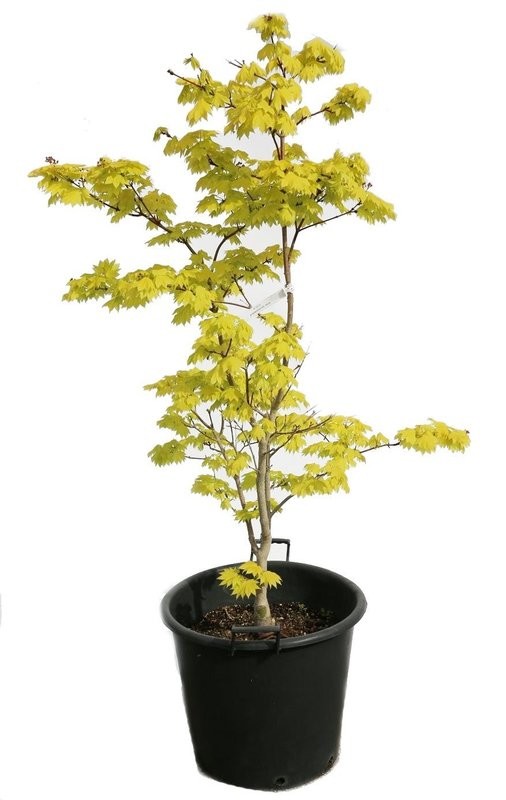 Acer Shirasawanum Kin Kakure