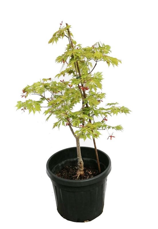 ACER japonicum 'Maiku jaku'