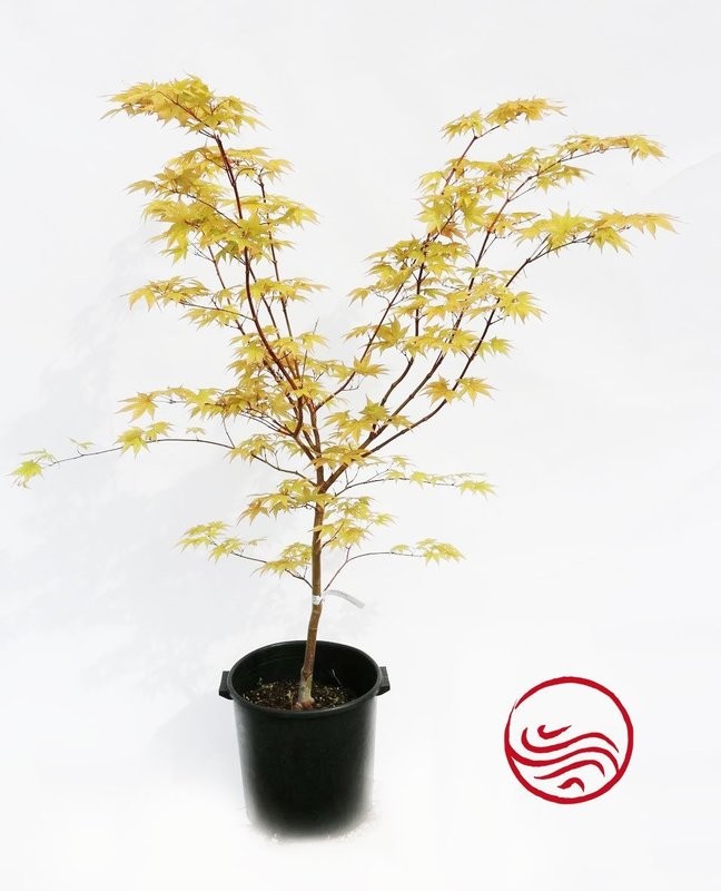 Acer amoenum Ozakazuki