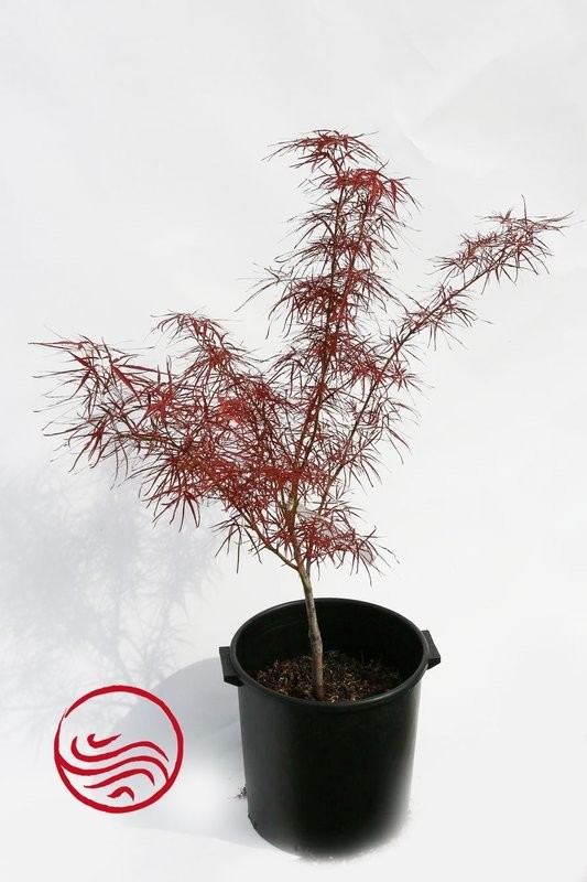 Acer amoenum Red Pygmy