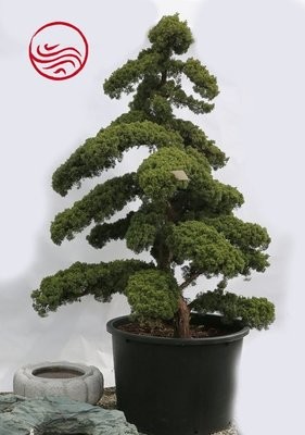 Niwaki Juniperus Chinensis
