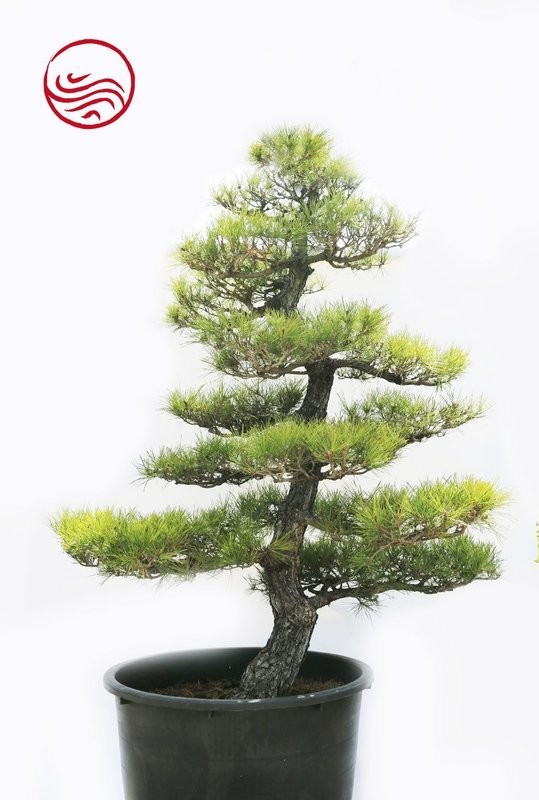 Pinus Thunbergii