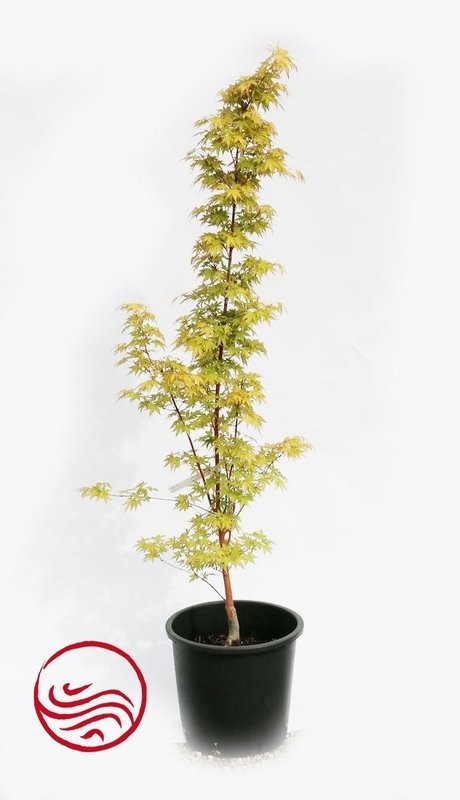 Acer Palmatum Sango kaku