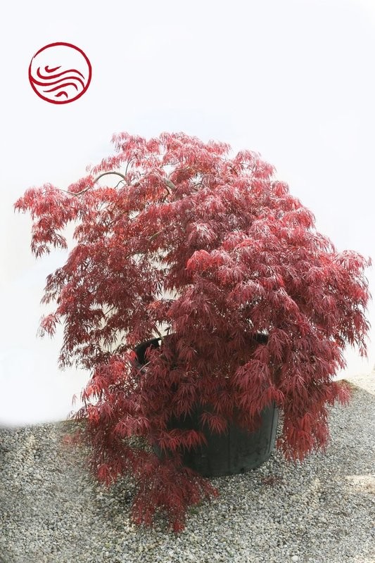 Aser matsumurae  Inaba shidaré