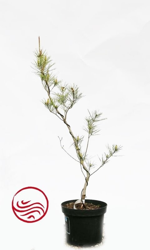 Pinus densiflora oculus draconis