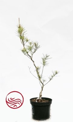 Pinus densiflora oculus draconis