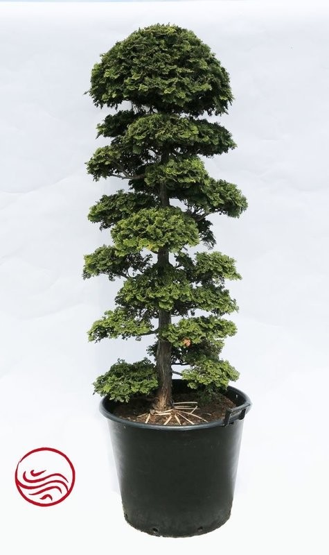 Chamaecyparis obtusa