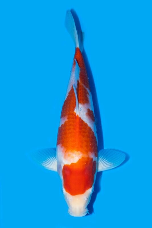 Kohaku 57 cm