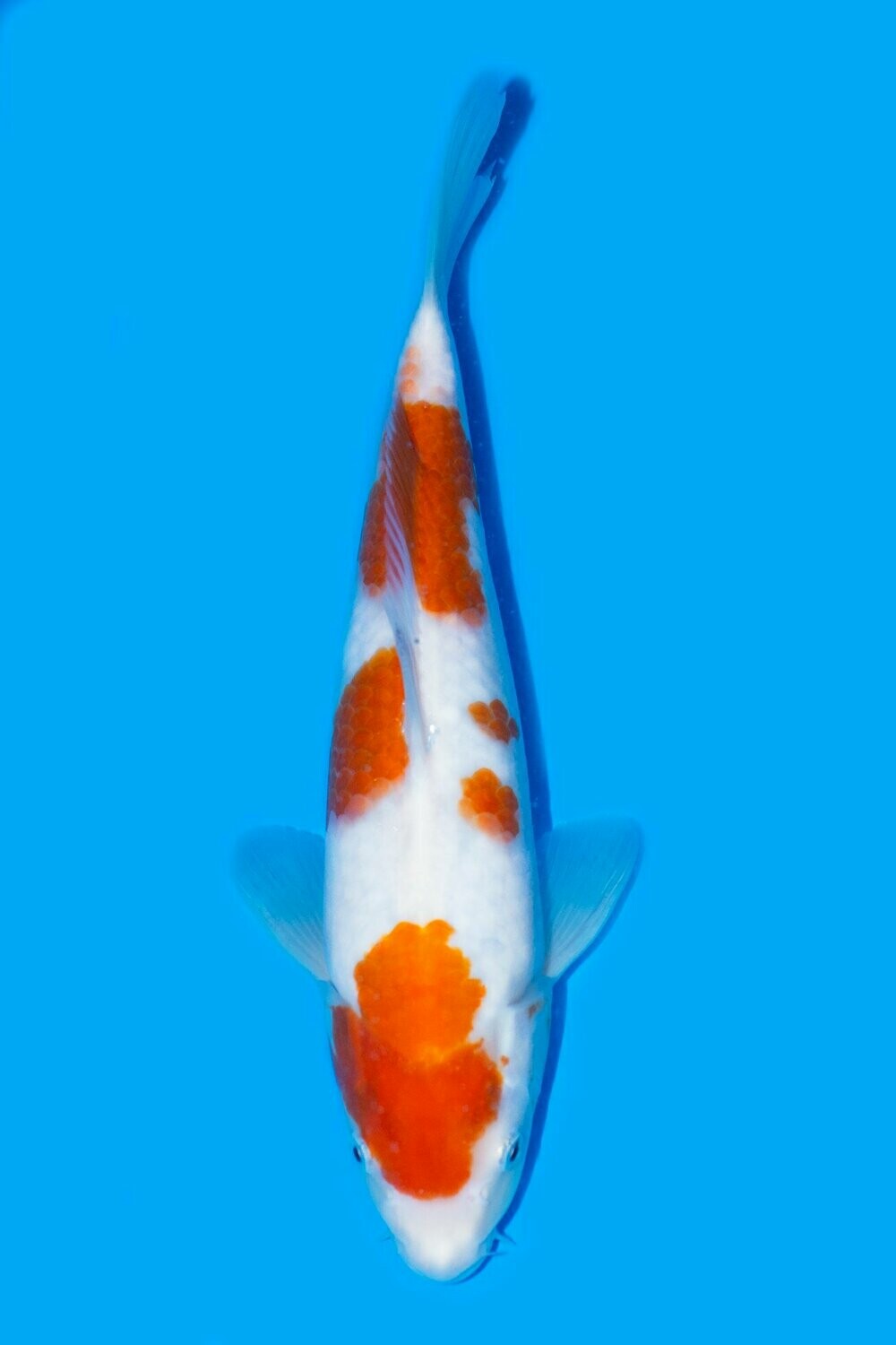 Kohaku 55 cm