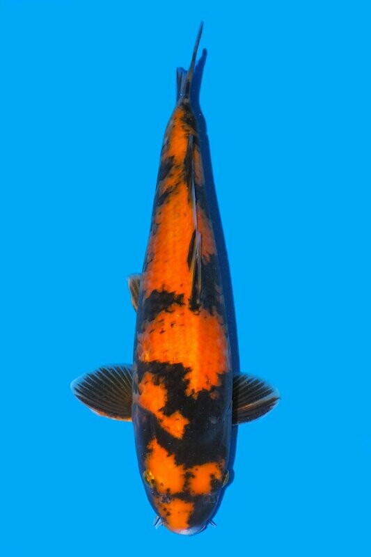 Hi Utsuri 61 cm