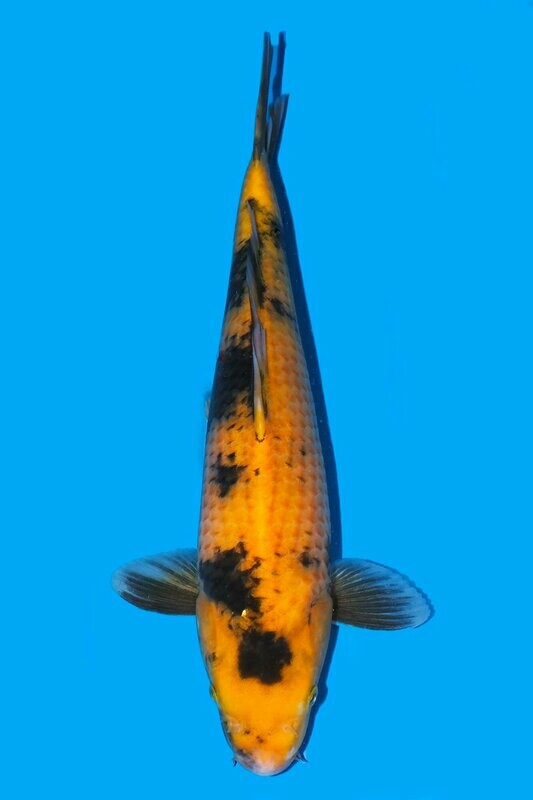 Ki Utsuri 67