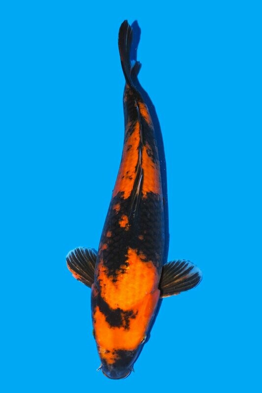 Hi Utsuri 57 cm