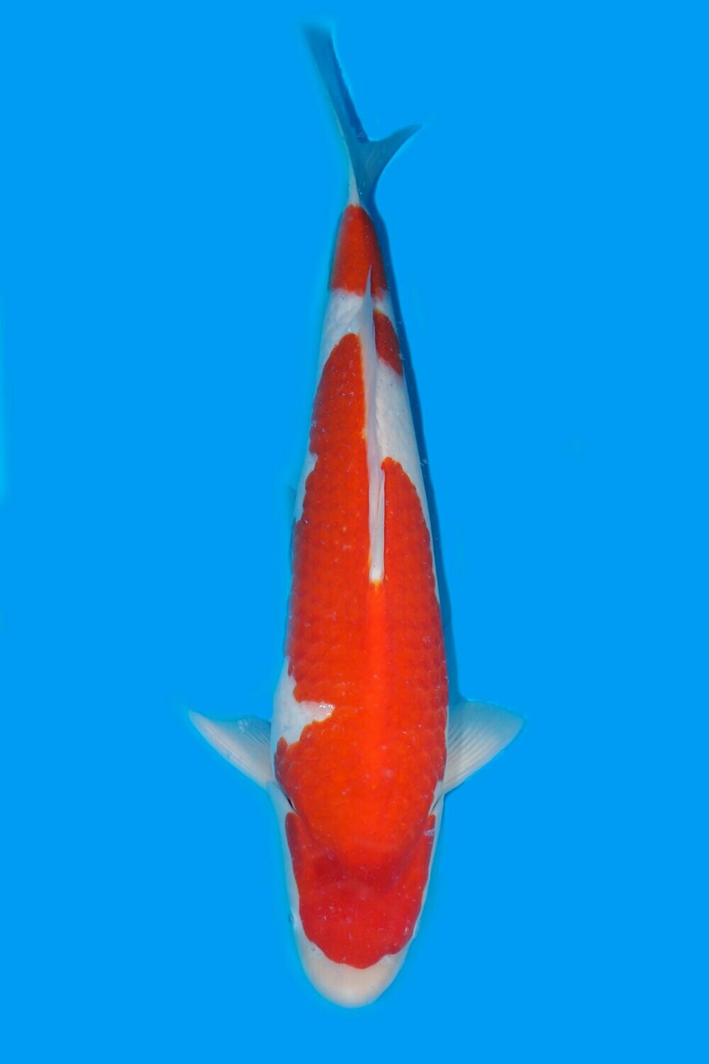 Kohaku 60 cm