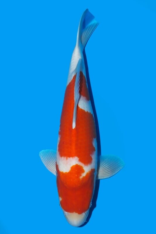 Kohaku 58 cm