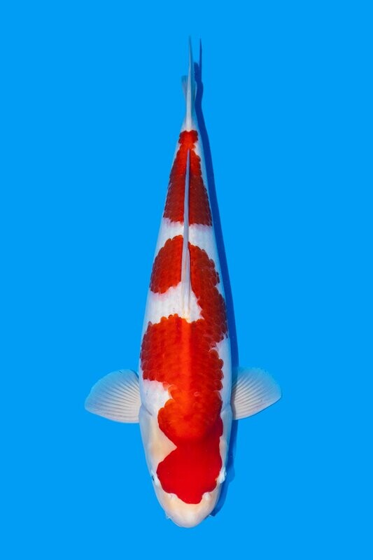 Kohaku  60 cm