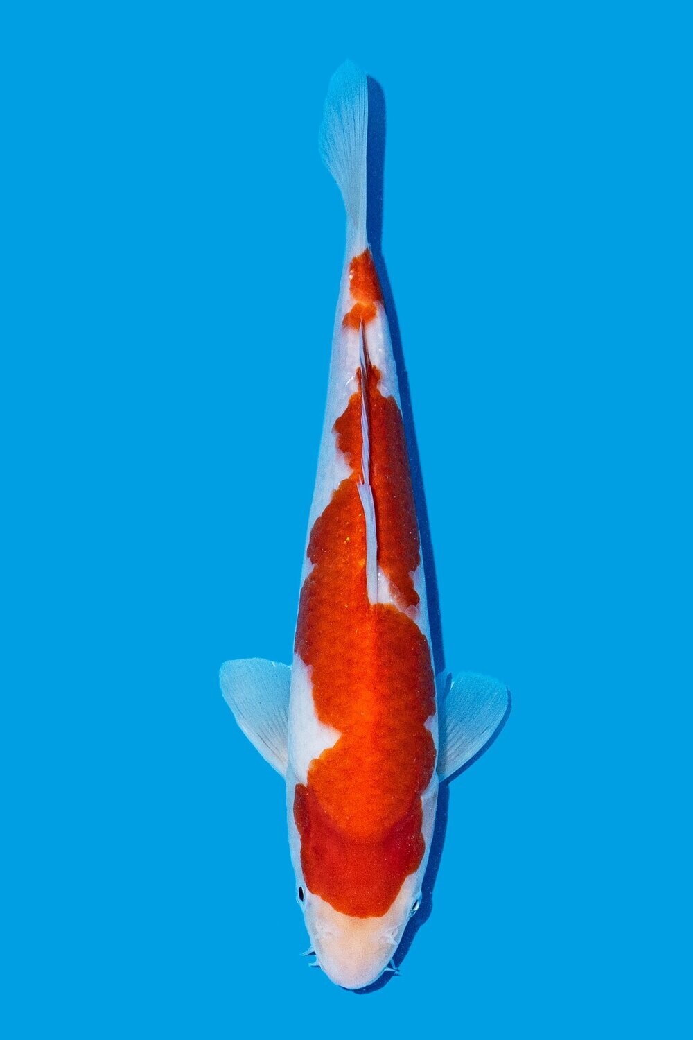 Kohaku 50 cm