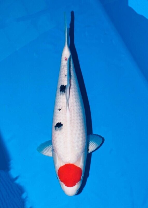 Tancho Sanke 58 cm