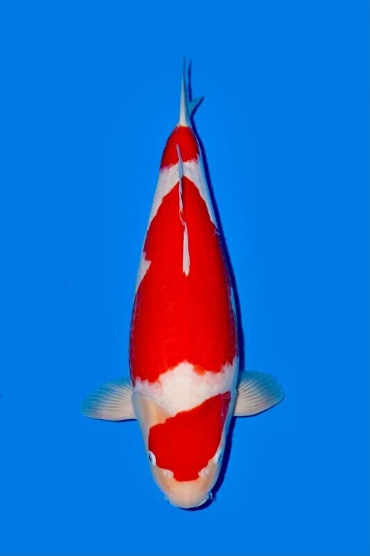 Kohaku 60 cm