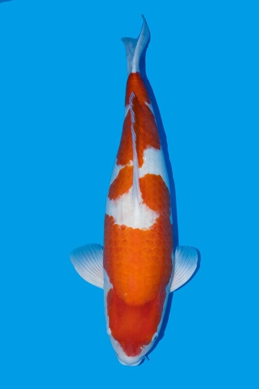 VENDU Kohaku VENDU Kohaku