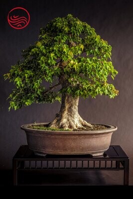 VENDU Bonsai Acer Burgerianum Hauteur : 72 cm Largeur : 60 cm