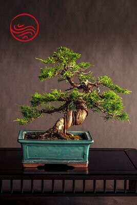 VENDU Bonsai Juniperus Chinensis ITOIGAWA Hauteur : 36 cm
