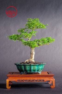 VENDU Bonsai Acer Palmatum Shishigashira Taille : H 38 cm L 28 cm