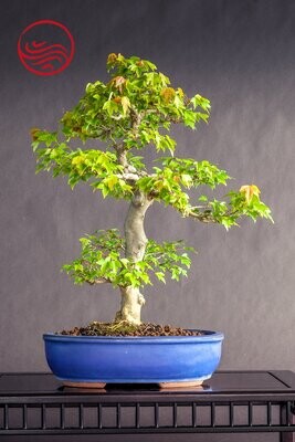 Bonsai Acer Burgerianum Hauteur : 52 cm Largeur : 38 cm