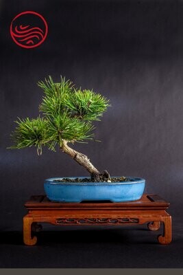 Bonsai Pinus Thunbergii Shoin