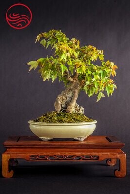 Bonsai Acer Burgerianum