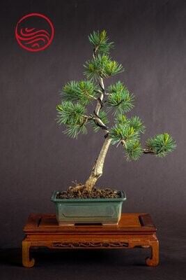 Bonsai Pinus Parviflora Neigishii