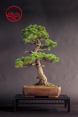 Bonsai Pinus pentathylla