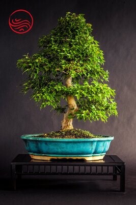 Bonsai Acer burgerianum