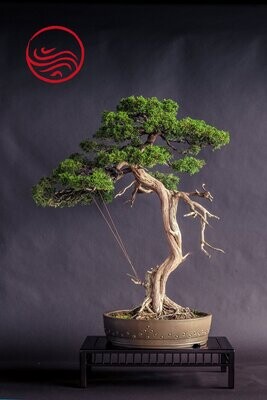 Bonsai Juniperus Chinensis Hauteur : 97 cm