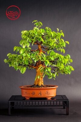 Bonsai Pseudocydonia sinensis Hauteur : 66 cm