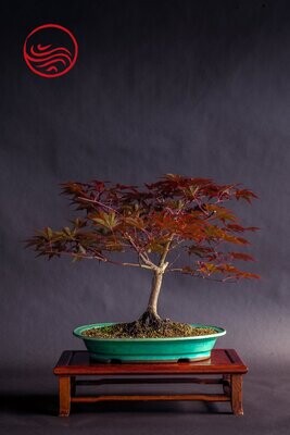 Bonsai Acer artropurpureum