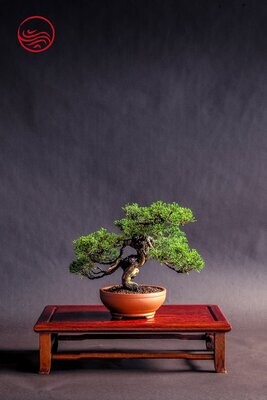 Bonsai Juniperus itoigawa