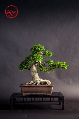Bonsai Ulmus Parvifolia